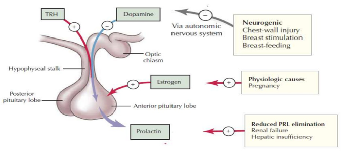 hyperprolactinemia