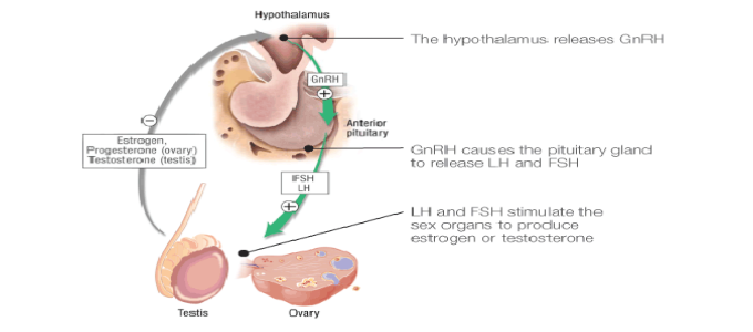 hypogonedotropic_hypergonadism